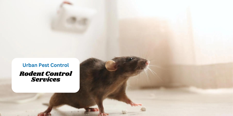 Rodent Pest Control Services